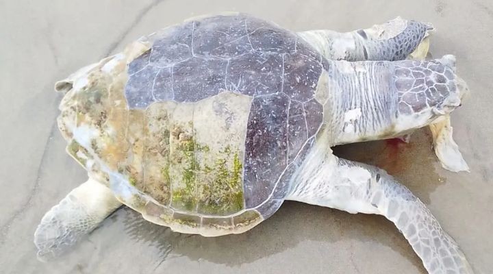 সৈকতে ভেসে এল বিরল প্রজাতির মৃত কচ্ছপ